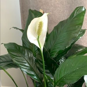 Meet your Posher, Janine